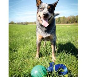 meet petkore durable toys grooming gear for pets of all sizes
