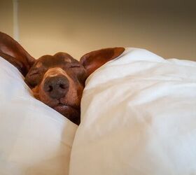 Daylight Savings Time. Does Your Pet Notice the Difference?