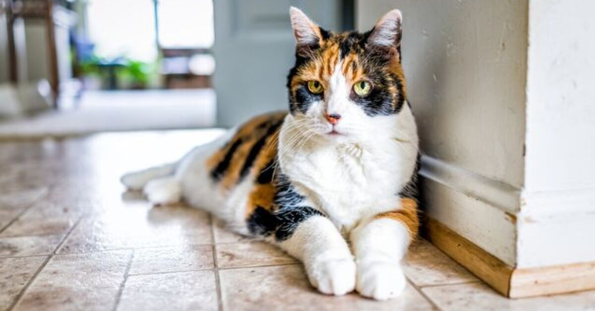 Cat Retiring Adapting Your Home for Your Cat's Senior Needs | PetGuide