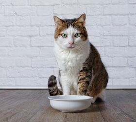 adapting your home for your cat s senior needs, Photo credit Lightspruch Shutterstock com