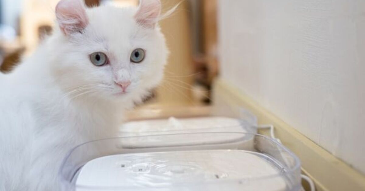 Illustration of Managing Indoor Cat Kidney Disease