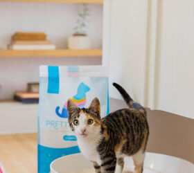 prettylitter the color changing litter cat parents swear by