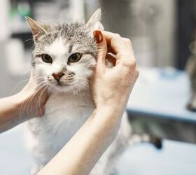 is your cat hiding their pain 10 subtle signs to watch for, Photo credit Oleggg Shutterstock com