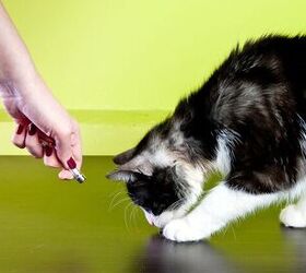 are laser toys safe for my cat, Photo credit borzywoj Shutterstock com