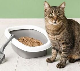 what is the best litter for my cat understanding litter types, Photo credit Pixel Shot Shutterstock com