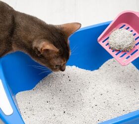 what is the best litter for my cat understanding litter types, Photo credit Garnar Shutterstock com