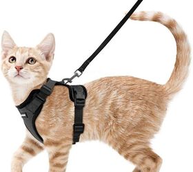 camping with cats really is that easy