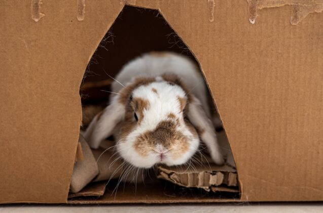 Demicathed Rabbit Budget-Friendly DIY Rabbit Enrichment Ideas for Every Bunny Parent ...