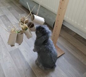 budget friendly diy rabbit enrichment ideas for every bunny parent, Photo credit Mariska van Dasselaar Shutterstock com
