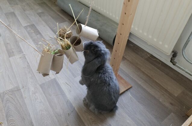 Budget-Friendly DIY Rabbit Enrichment Ideas for Every Bunny Parent ...