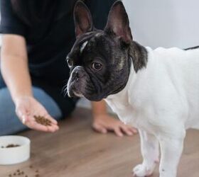 what to do when your dog stops eating, Photo credit Kunlathida6242 Shutterstock com