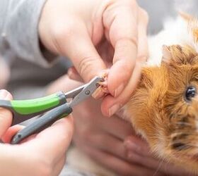 how can you make guinea pig grooming less stressful, Photo credit Lipatova Maryna Shutterstock com