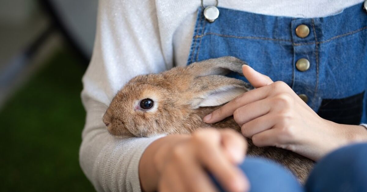 Looking After A Rabbit How to Care for a Rabbit: A Practical Guide for New Owners | PetGuide