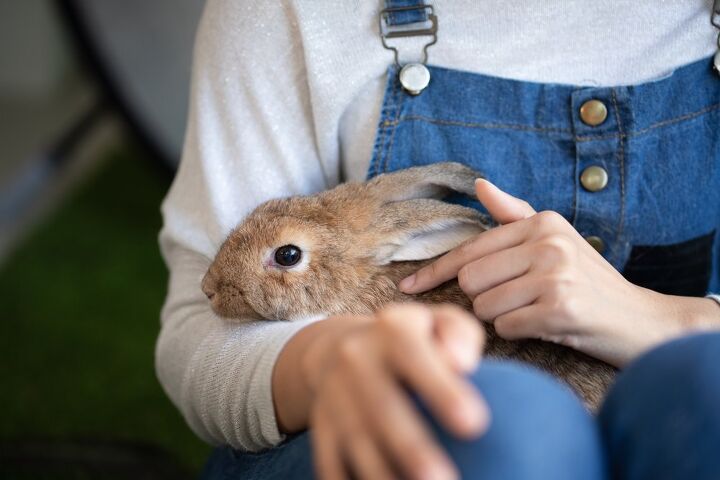 How to Care for a Rabbit: A Practical Guide for New Owners | PetGuide