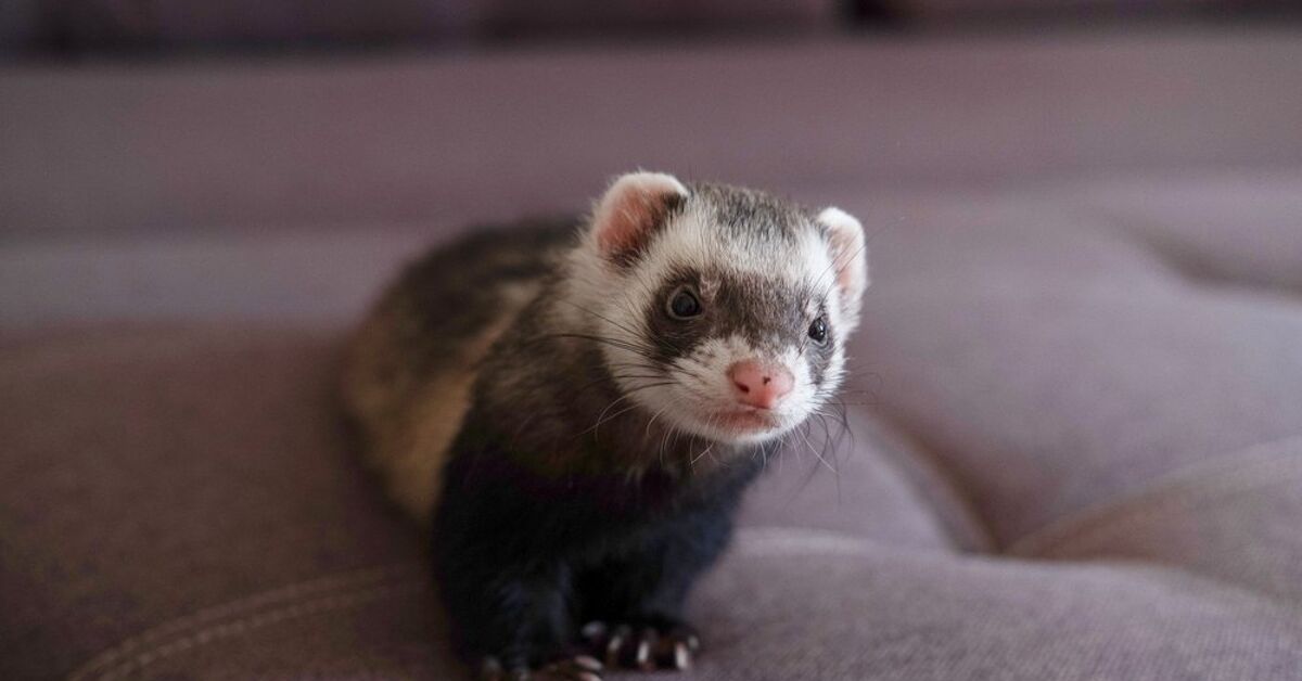 Do Ferrets Make Good Pets? | PetGuide