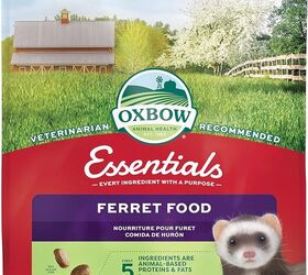 do ferrets make good pets
