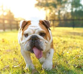 Dogs of Summer! Here's How to Avoid Heat Stroke This Year!