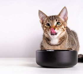 Is Your Cat a Picky Eater? Things to Consider About Their Food