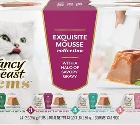 is your cat a picky eater things to consider about their food