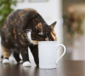Can Cats be Disciplined? You Might Be Surprised!