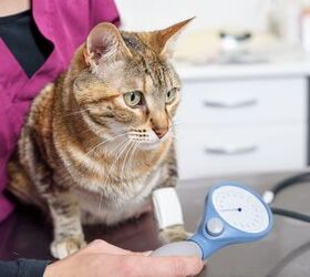 High Blood Pressure in Cats: Causes, Symptoms, Treatments