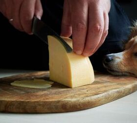 Is It Okay for My Dog to Eat More than His Body Weight In Cheese?