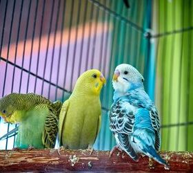 What Are the Best Beginner Birds for Pet Owners?