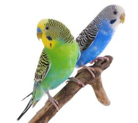 what are the best beginner birds for pet owners, New Africa Shutterstock
