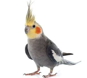 what are the best beginner birds for pet owners, cynoclub Shutterstock