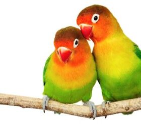 what are the best beginner birds for pet owners, Dmitry Pichugin Shutterstock