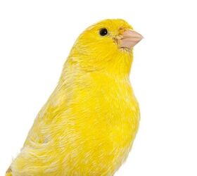 what are the best beginner birds for pet owners, Eric Isselee Shutterstock