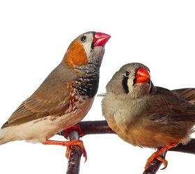 what are the best beginner birds for pet owners, Kuttelvaserova Stuchelova Shutterstock