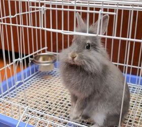 How Often Should You Clean a Rabbit’s Cage?
