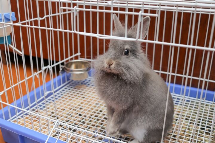 How Often Should You Clean a Rabbit’s Cage? | PetGuide