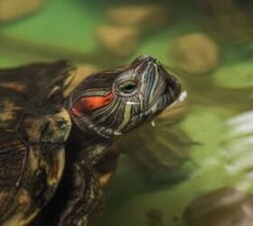 What Are Signs of Illness in Pet Turtles?