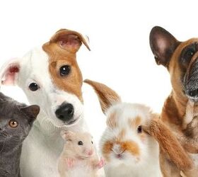 How to Choose the Right Pet for Your Lifestyle