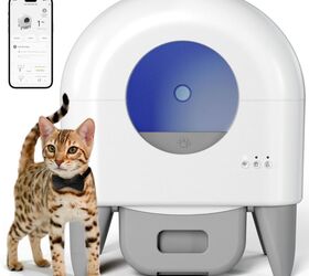 how to choose the right pet for your lifestyle