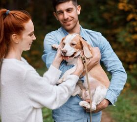 AI Is Helping to Find Lost Pets