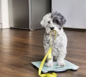 Why Is My Dog Gaining Weight? Should I Be Concerned?