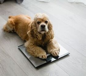 why is my dog gaining weight should i be concerned, Photo credit O Lypa Shutterstock com