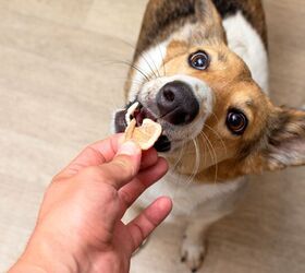 Snacks vs Treats vs Food - How to Get the Calorie Combo Right.