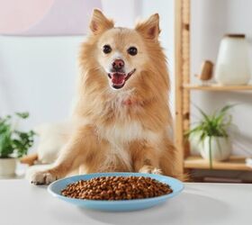 Are Grain-Free Diets Good for Dogs?