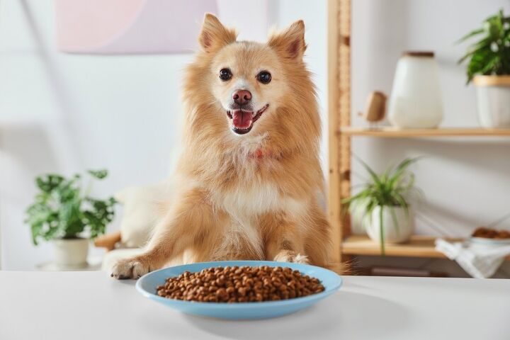 Are Grain Free Diets Good for Dogs: Expert Insights Revealed