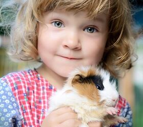 Are Guinea Pigs Good Pets for Kids?