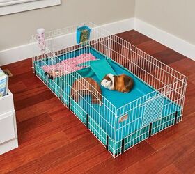 are guinea pigs good pets for kids