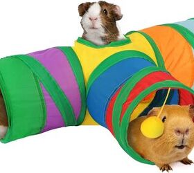 are guinea pigs good pets for kids