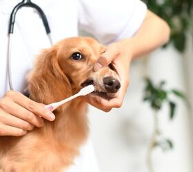 Is Periodontal Disease in Dogs Reversible?