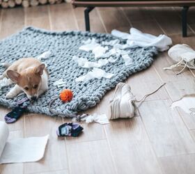 Feeling Down After Getting a Puppy? Here’s What Puppy Blues Are