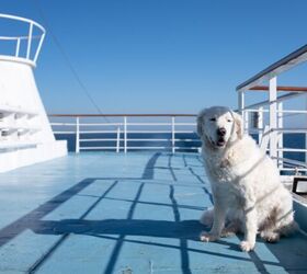 Europe’s Stena Line Declares 2025 ‘The Year of Pet Travel’
