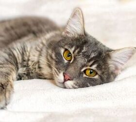 How Do I Know if My Cat Has a Fever?